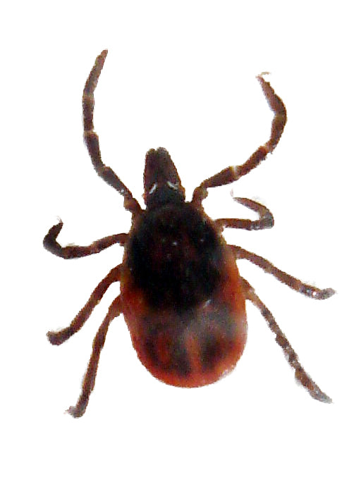 Ticks:  A Bloodsucking Story - Complete (and Creepy) Facts about Ticks