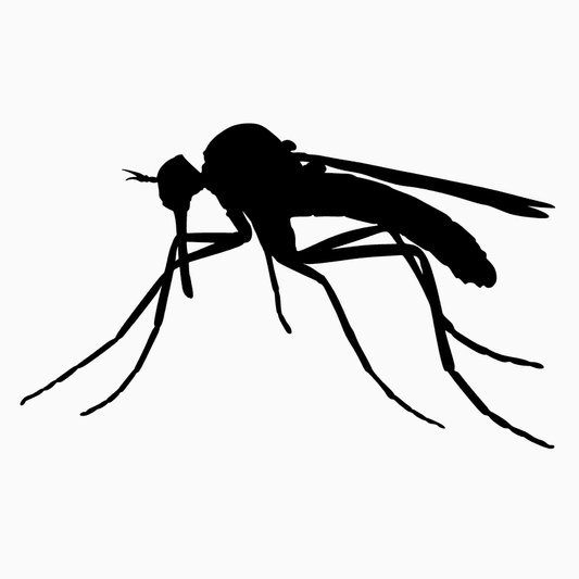 Mosquitoes; The Complete Buzzing Facts Part II