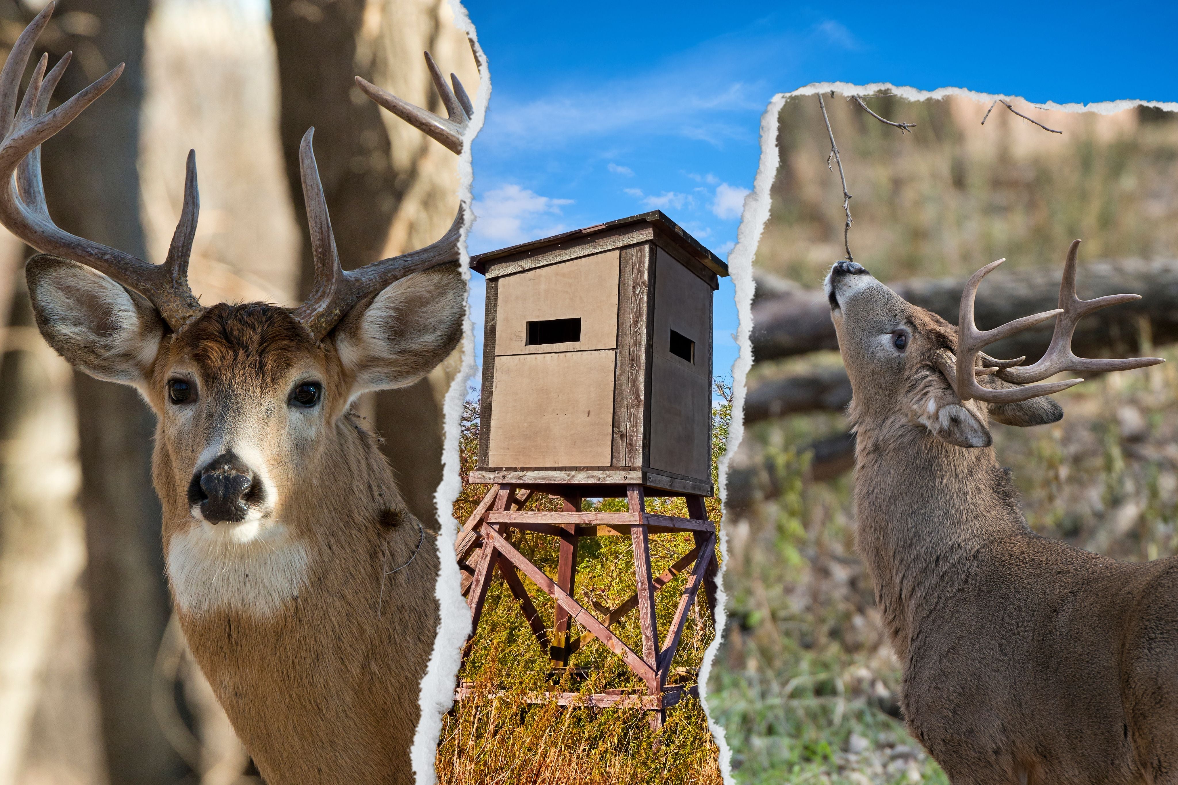 Realtree Buckmaster Bundle; Insect Repellent PLUS Deer Attractants Frequently Asked Questions Customer Reviews